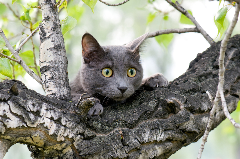 Katze auf dem Baum